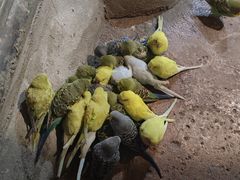 -正佳雨林生态植物园