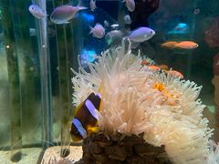 -太平洋海底世界