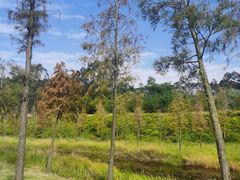 -露天矿生态公园