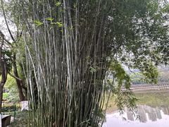 -龙头寺公园