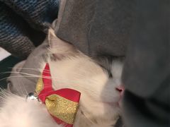 -喵喵咪呀布偶猫咖(春熙路店)