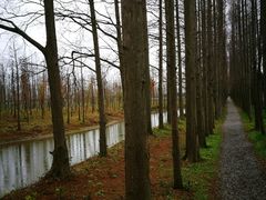 -上海长兴岛郊野公园