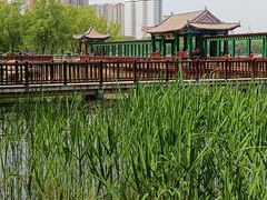 -莲花池公园