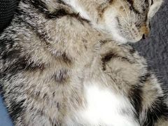 -佳雯宠物医院(金华南路分院)