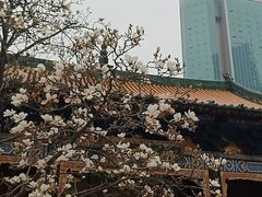 -真庆观