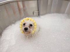 -comecome来吧宠物(奥克斯中心店)