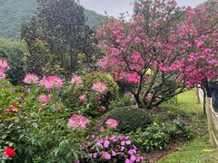 -深圳仙湖植物园