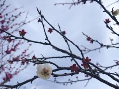 -香雪海
