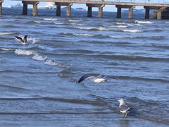 -ChanDu躔度咖啡(灯塔店)