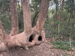 -上海佘山国家森林公园天马山园