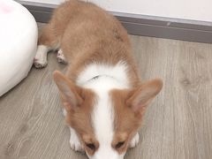 -浣熊柯尔鸭土拨鼠·电玩咖