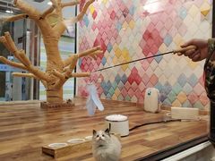 -袖虎·猫馆(体育西路店)
