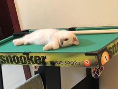 -糯米喵星人总部直营旗舰店·猫舍·幼猫出售