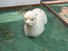 -藦茜花园宠物主题亲子互动体验馆(国顺东路店)
