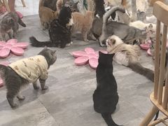-楼上猫咖(罗湖店)