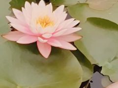 -东莞植物园