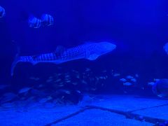 -烟台海昌鲸鲨海洋公园