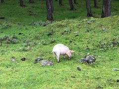 -硗碛藏寨·神木垒景区