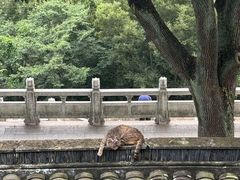 -苏州上方山国家森林公园