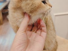 -楼上猫咖(罗湖店)