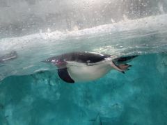 景点-珠海横琴长隆《卡卡虎奇遇记》