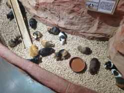 -Zoolung Zoolung动物主题公园(海信广场店)