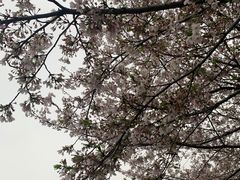 -武汉大学-樱园