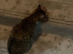 -艾贝尔宠物诊疗
