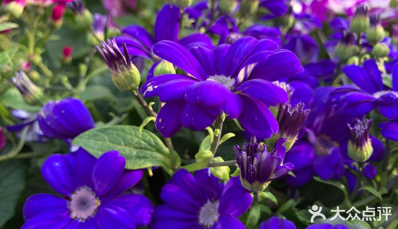 百花齐放
