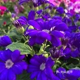 百花齐放