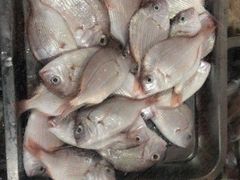 -海之鲜大排档(东山海鲜金銮湾店)