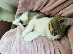 -凯特喵百思猫专科医院