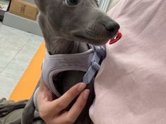 -艾贝尔宠物医院·宠保定点·超声绝育·免疫点(樱花路店)