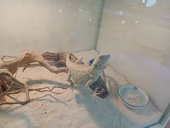 -喵园·猫主题咖啡厅·撸猫·猫咖(国贸店)