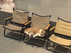 -伟伟宠物医院·CT影像中心·瑞派犬猫综合性门诊(汉口总院)