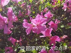 -庐山风景区花径公园