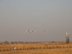 -盐城丹顶鹤湿地生态旅游区
