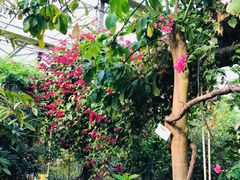 -呀路古热带植物园