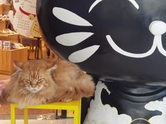 -藏猫猫咖啡主题馆(中央大道店)