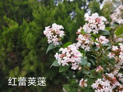 -国家植物园南园