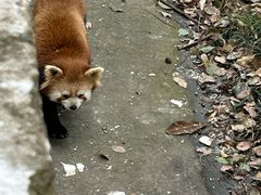 -合肥野生动物园