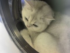 -瑞派康怡24h宠物医院·犬猫医疗中心·微创绝育(瑞景分院)