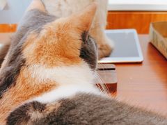 -有猫主题·治愈系猫咖(曾厝垵店)