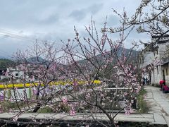-婺源风景区