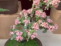 -秦美花卉(天朗·莱茵小城2期店)