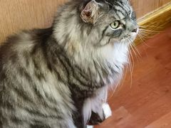 -MOCHA明星猫咖(田子坊店)