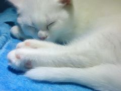 android_upload_pic-喵的天空名猫咖啡馆·撸猫·猫舍·用品
