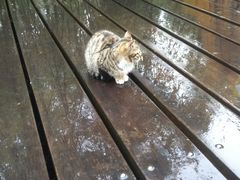 -西湖外事游船(花港观鱼码头)