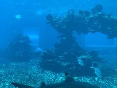 -海棠湾洲际-涛·海底餐厅·美人鱼·自助餐·海底隧道