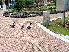 -棒棰岛宾馆景区